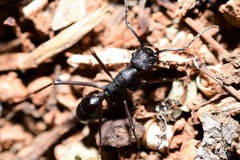 Rhytidoponera punctiventris