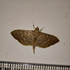 Pilocrocis