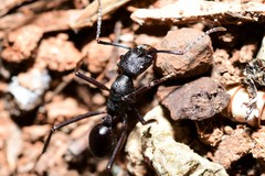 Rhytidoponera punctiventris