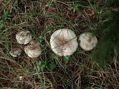 Tephroleuci