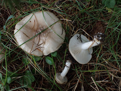 Tephroleuci