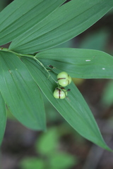 Synchysa tricincta