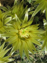 Escobaria missouriensis