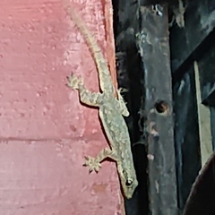 Hemidactylus platyurus