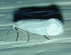 Tegeticula yuccasella