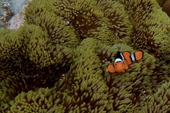 Amphiprion percula