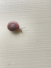 Thalassohelix igniflua