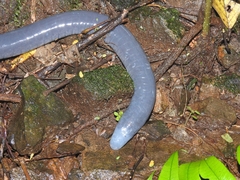 Caecilia tentaculata