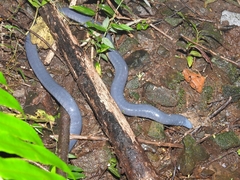 Caecilia tentaculata