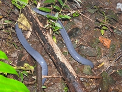 Caecilia tentaculata