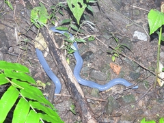 Caecilia tentaculata