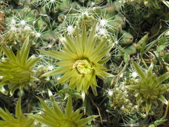 Escobaria missouriensis