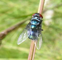 Chrysomya chloropyga