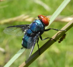 Chrysomya marginalis