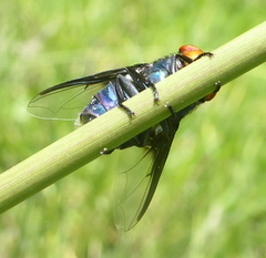 Chrysomya marginalis