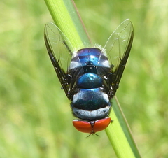 Chrysomya marginalis