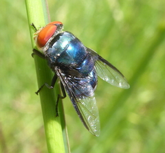 Chrysomya marginalis