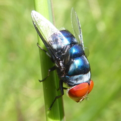 Chrysomya marginalis