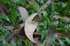 Cissia phronius