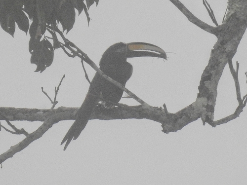 Many-banded Aracari (Pteroglossus pluricinctus), photo 10