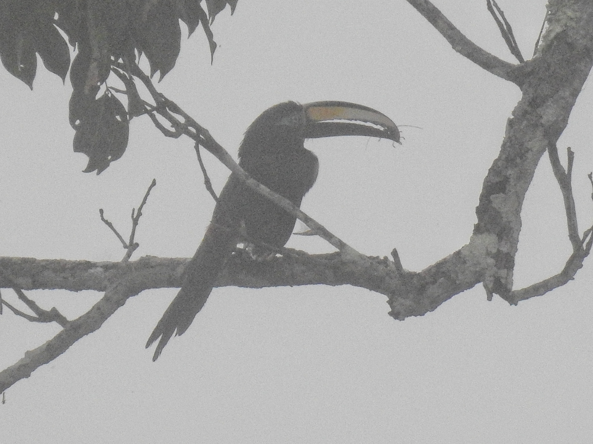 Many-banded Aracari illustration