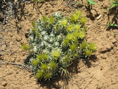 Escobaria missouriensis