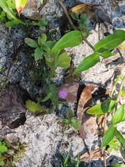 Emilia sonchifolia image