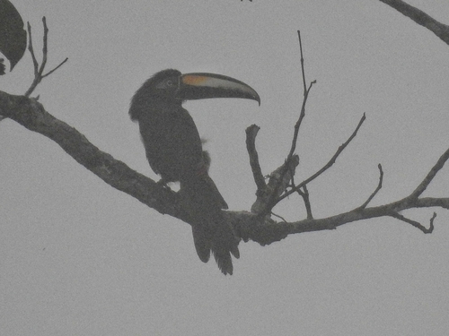 Many-banded Aracari (Pteroglossus pluricinctus), photo 9