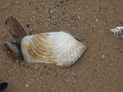 Zirfaea crispata