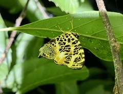 Symbrenthia hypselis