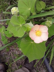 Callianthe pauciflora