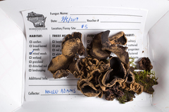 Ionomidotis irregularis