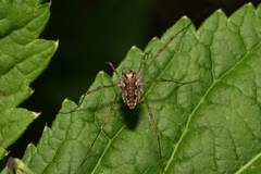 Platybunus bucephalus