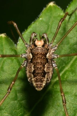 Platybunus bucephalus