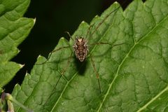 Platybunus bucephalus