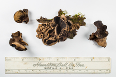 Ionomidotis irregularis