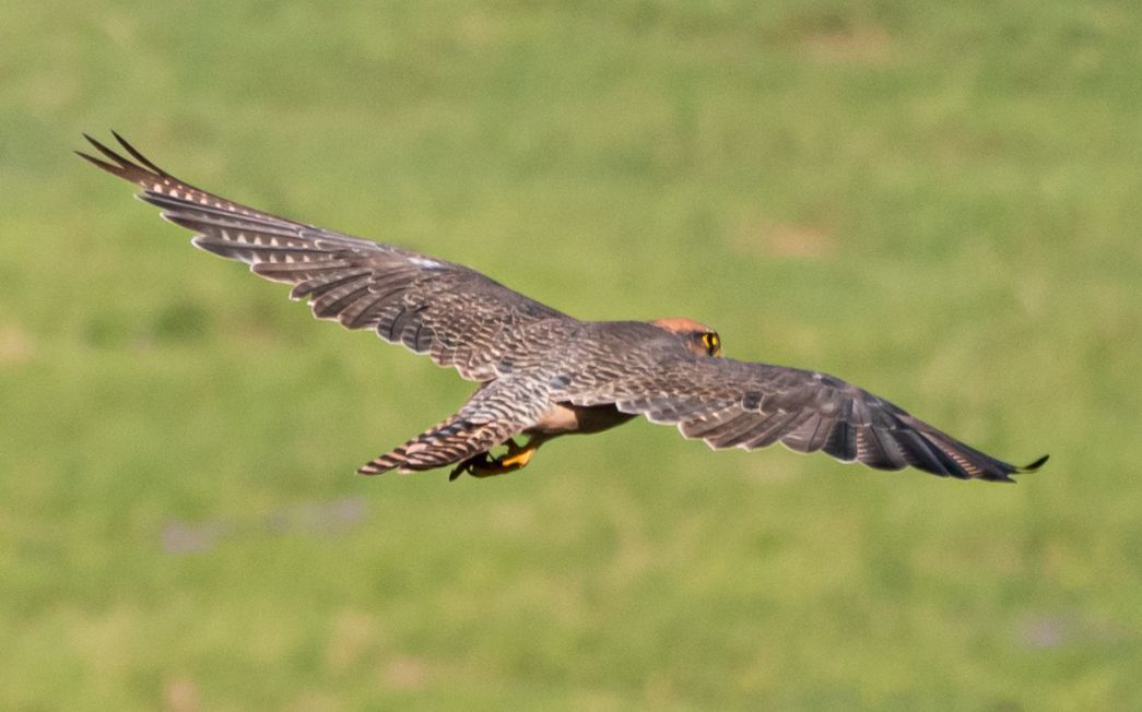Lanner Falcon illustration