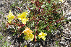 Oenothera macrocarpa