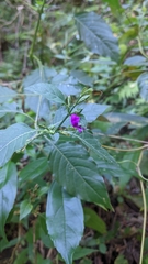 Hypoestes purpurea