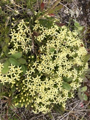 Stackhousia pulvinaris