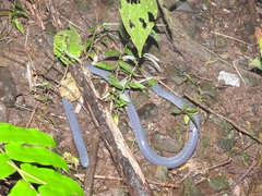 Caecilia tentaculata