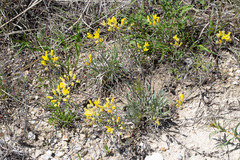 Physaria engelmannii
