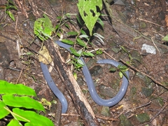 Caecilia tentaculata