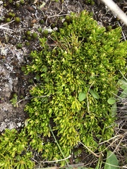 Stackhousia pulvinaris