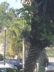 Baeolophus bicolor image