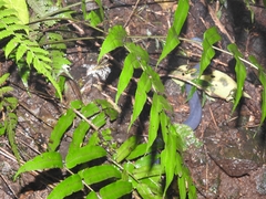 Caecilia tentaculata