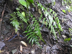 Caecilia tentaculata