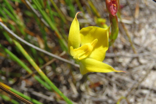 Disa tenuifolia Sw.