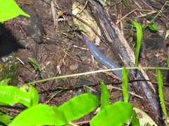 Caecilia tentaculata