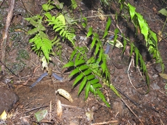 Caecilia tentaculata